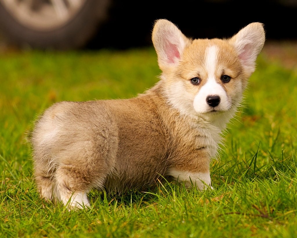 welsh corgi